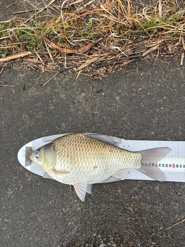 ヘラブナの釣果