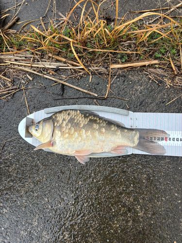 ヘラブナの釣果