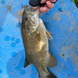 スモールマウスバス