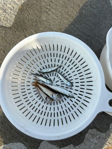 ムツの釣果