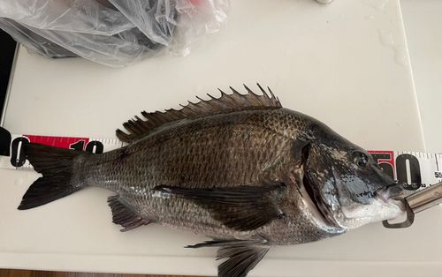 チヌの釣果