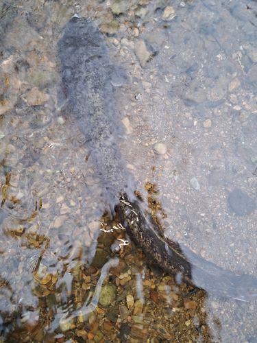 ナマズの釣果