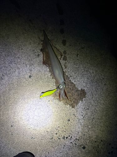 ヤリイカの釣果