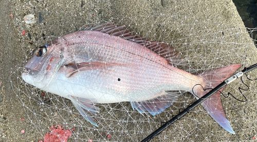 マダイの釣果