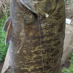 スモールマウスバス