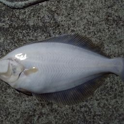マコガレイ