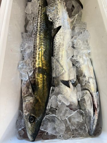 サワラの釣果
