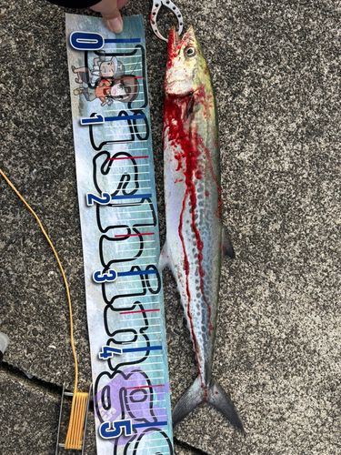 サゴシの釣果
