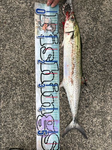サゴシの釣果