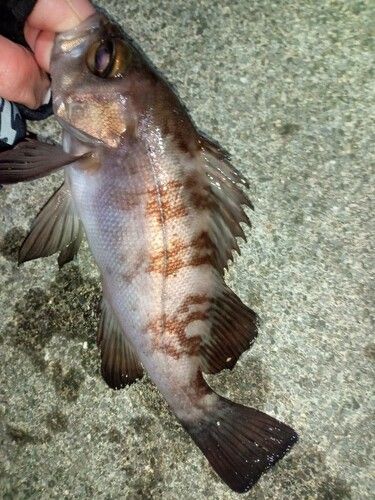 メバルの釣果