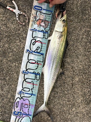 サゴシの釣果