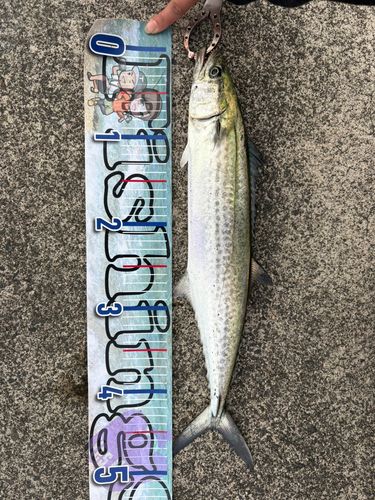 サゴシの釣果