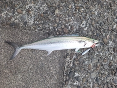 サゴシの釣果