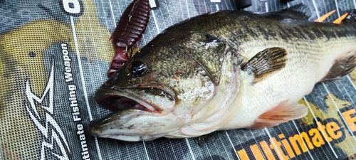 ブラックバスの釣果
