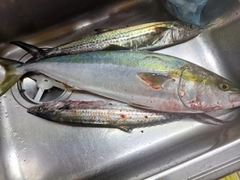 ハマチの釣果