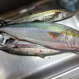 ハマチ