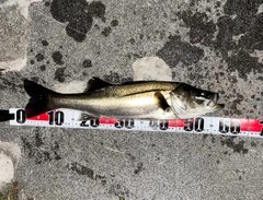 シーバスの釣果