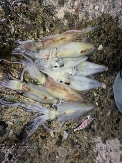 ケンサキイカの釣果
