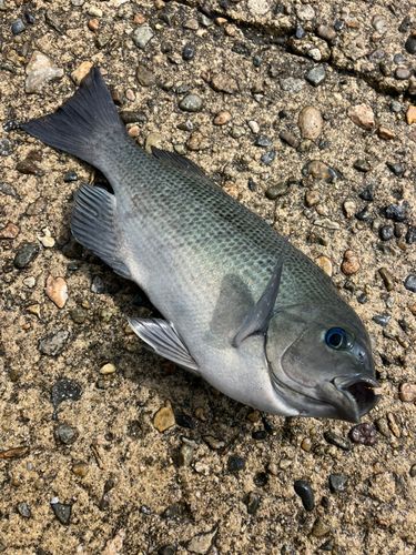 グレの釣果