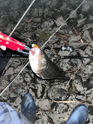 ニゴイの釣果