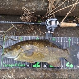 スモールマウスバス