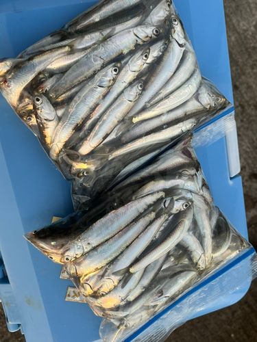 イワシの釣果