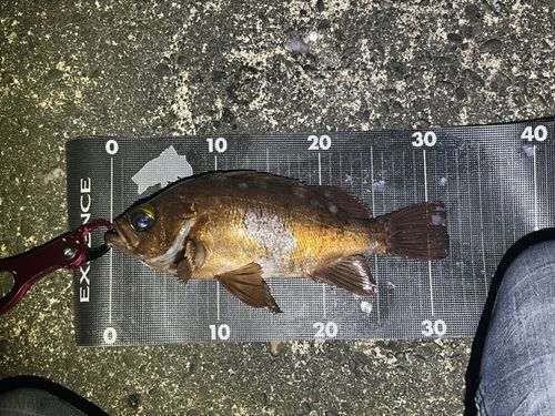 アカメバルの釣果