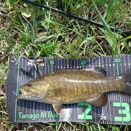 スモールマウスバス