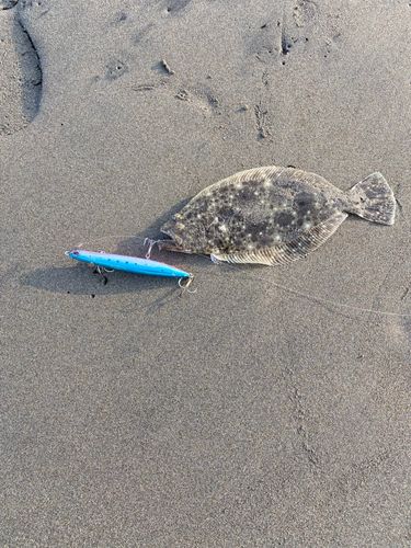 ヒラメの釣果