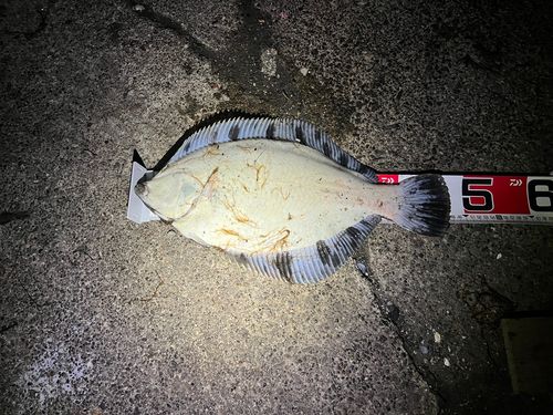 クロガシラガレイの釣果