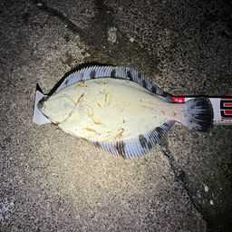 クロガシラガレイ