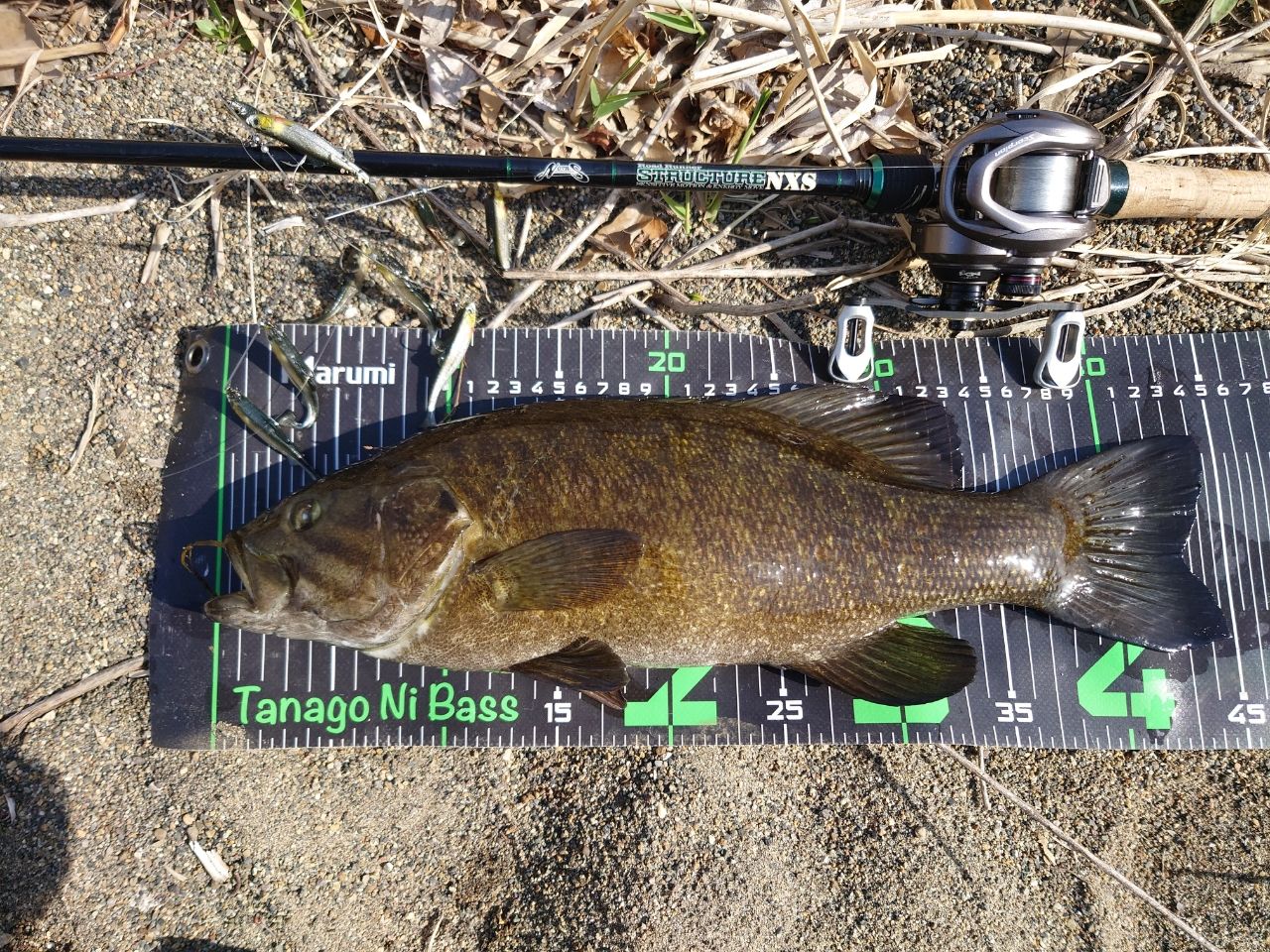 スモールマウスバス