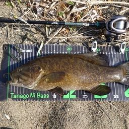 スモールマウスバス