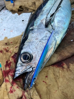 ビンチョウマグロの釣果