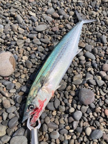 サゴシの釣果