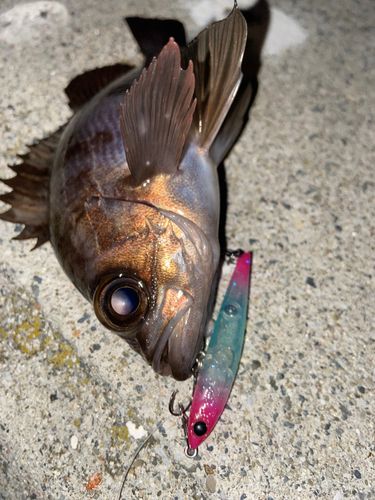 メバルの釣果