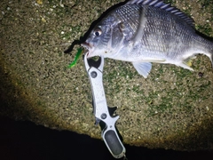 キビレの釣果