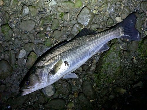 フッコ（マルスズキ）の釣果