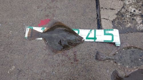 イシガレイの釣果