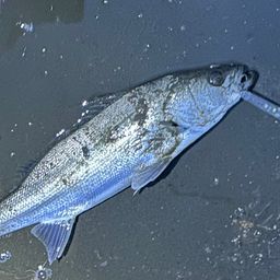 フッコ（タイリクスズキ）