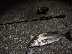 セイゴ(マルスズキ)の釣果