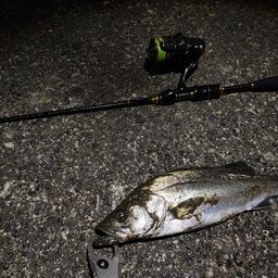 セイゴ（マルスズキ）