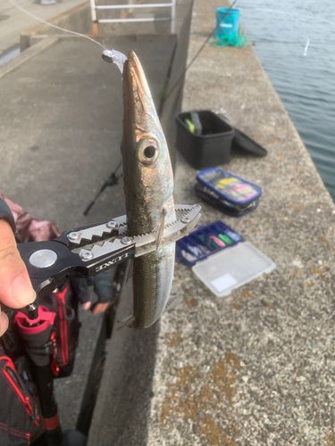 カマスの釣果