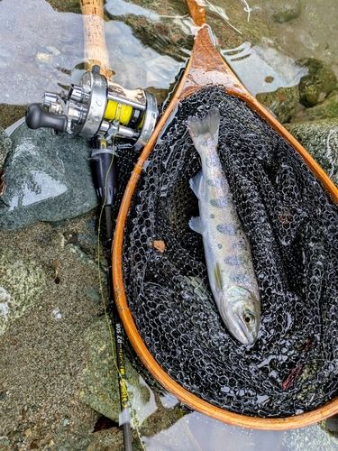ヤマメの釣果