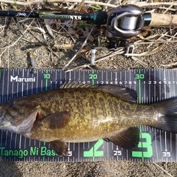 スモールマウスバス