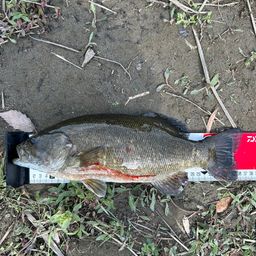 スモールマウスバス