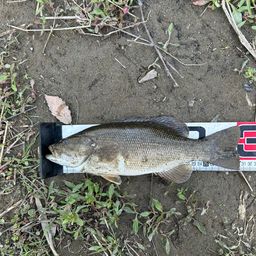 スモールマウスバス