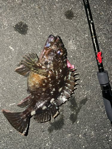 カサゴの釣果