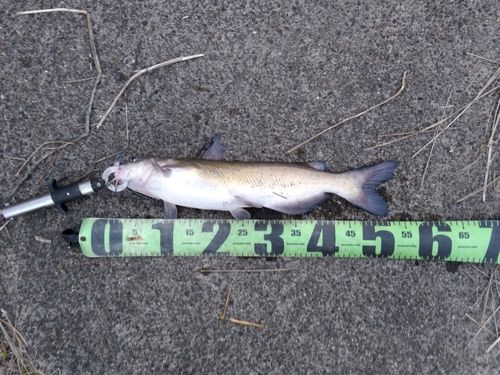 アメリカナマズの釣果