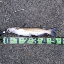 アメリカナマズ